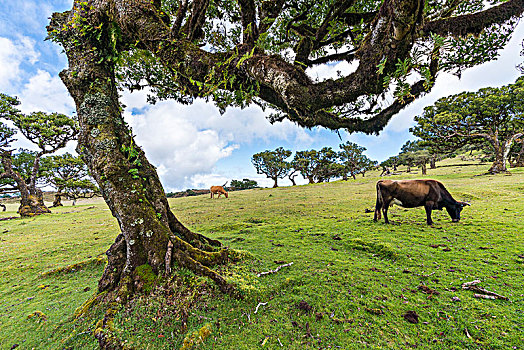 树,两个,母牛,月桂树,树林,世界遗产,波尔图,市区,马德拉岛,区域,葡萄牙
