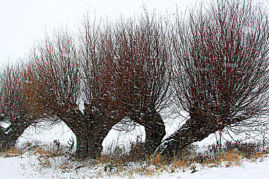 风景,柳树,树,冬天,重,下雪,地区,梅克伦堡前波莫瑞州,德国,欧洲