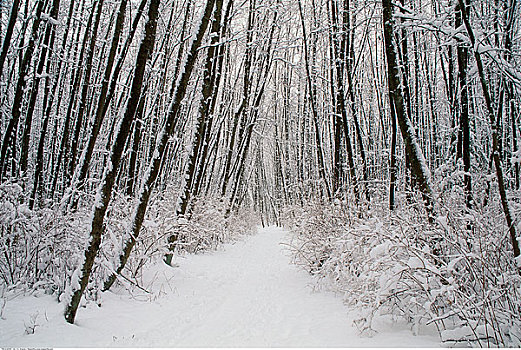 清新,下雪,木头,温哥华,不列颠哥伦比亚省,加拿大