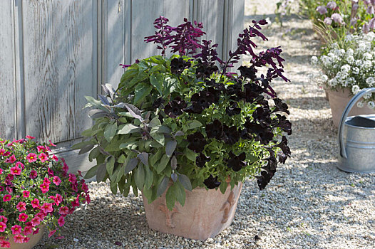 陶盆,鼠尾草,紫色,矮牵牛花属植物,竖立,黑色