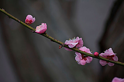 梅花,花朵,梅园,春天,报春