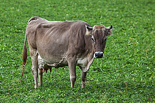 母牛,草场,巴特辛德朗,巴伐利亚,德国,欧洲