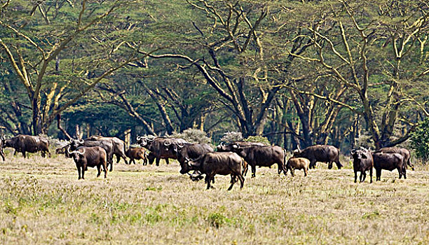 非洲,肯尼亚,南非水牛,牧群,纳库鲁,国家公园