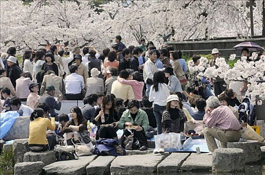 拥挤,花,樱桃树,京都,日本,亚洲