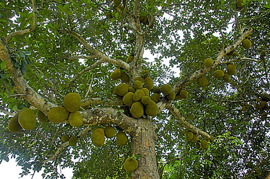 木菠萝,国家,水果,孟加拉,六月,2007年