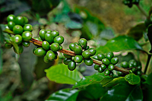 咖啡,培育,咖啡豆,植物,哥斯达黎加,中美洲