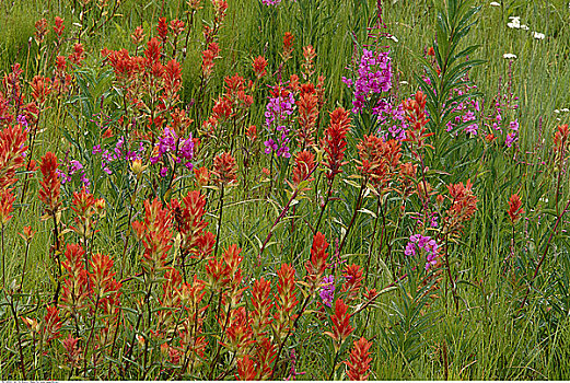 高山,野花,班芙国家公园,艾伯塔省,加拿大