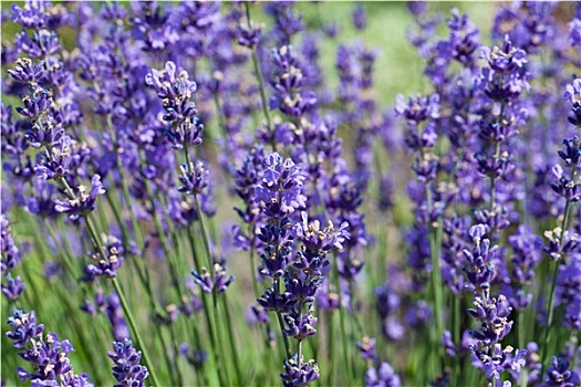 花,紫罗兰,薰衣草,盛开,花园