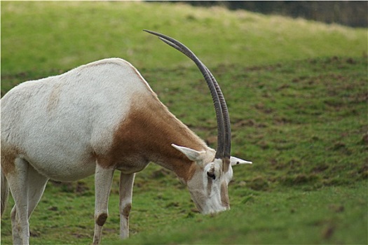 长角羚羊