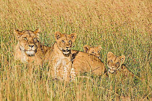 东非,肯尼亚,马赛马拉国家保护区,三角形,马拉河,盆地,雌狮,幼兽,狮子,大幅,尺寸
