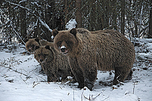 大灰熊,母熊,幼兽,棕熊,靠近,捕鱼,枝条,河,生态,自然保护区,育空地区,加拿大