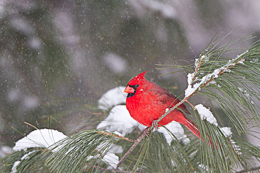主红雀,雄性,白色,松树,冬天