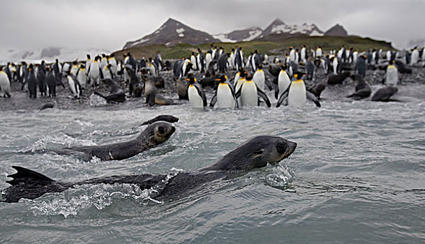 南极,南乔治亚,英国,南极软毛海豹,毛海狮,游泳,海浪,靠近,拥挤,帝企鹅,栖息地,索尔兹伯里平原