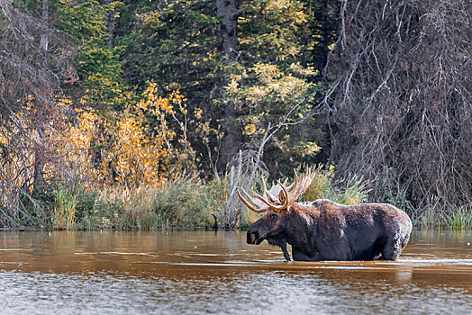雄性,麋鹿,站立,湖,大台顿国家公园,怀俄明,美国,北美