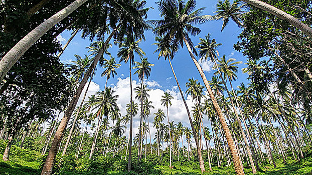 棕榈树,菲律宾