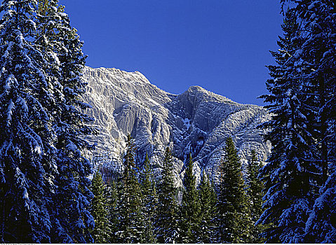 山,树,冬天,班芙国家公园,艾伯塔省,加拿大