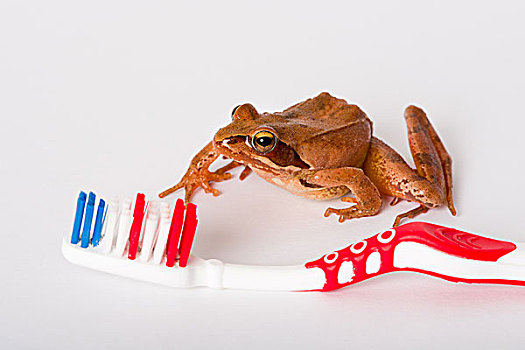 青蛙,牙刷,牙齿,发现,蛙属