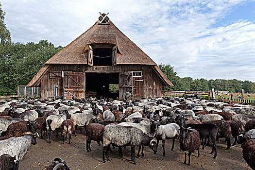 绵羊,笔,靠近,石南,下萨克森,德国,欧洲