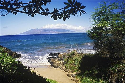 石头,树,海滩,夏威夷,美国