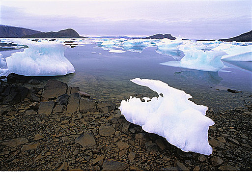 海冰,岸边,艾利斯摩尔岛,加拿大