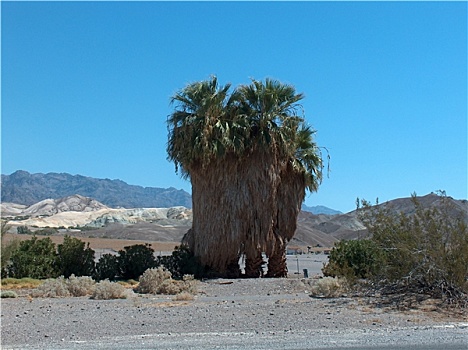 棕榈树,死谷