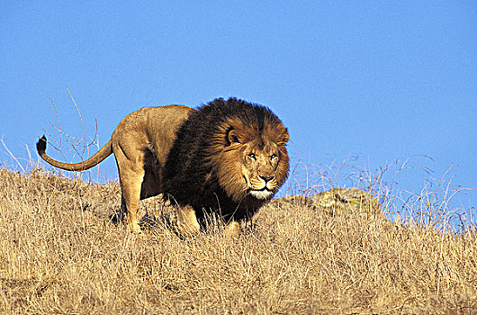 非洲狮,狮子,雄性