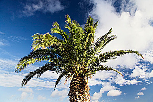 棕榈树,蓝天,兰索罗特岛,加纳利群岛,西班牙,欧洲