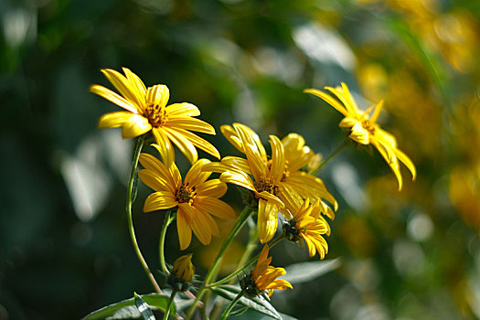 秋日山野里盛开得菊芋