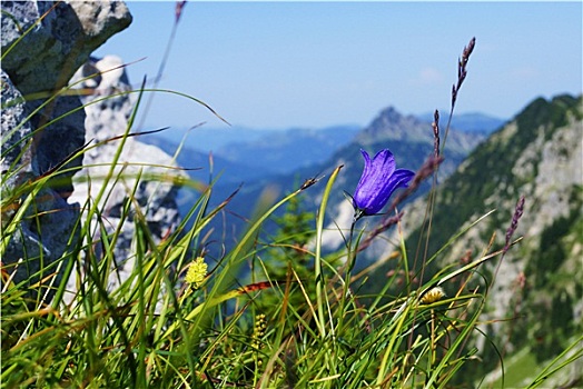 盛开,山