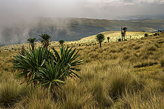 巨大,山梗莱属植物,塞米恩国家公园,埃塞俄比亚,非洲