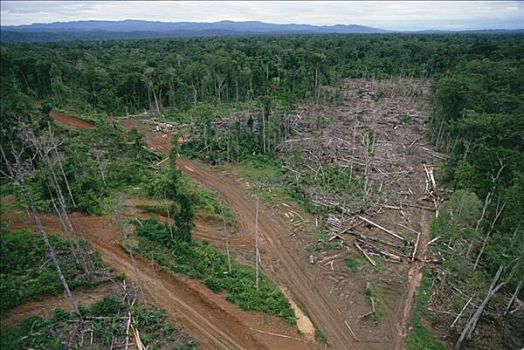腐蚀,低地,热带雨林,东方,巴布亚新几内亚