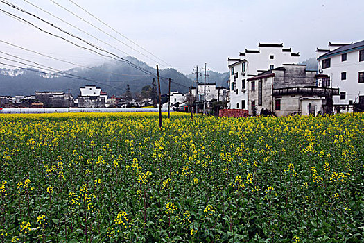 婺源,春天,油菜花,徽派,建筑,思溪延村,风情,风景,风光,乡村,民居