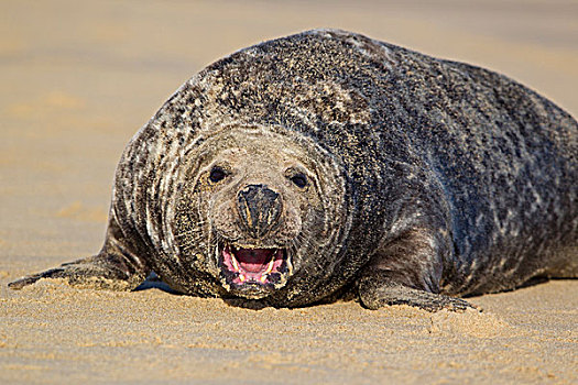 灰海豹,成年,雄性,强势,张嘴,姿势,休息,沙滩,诺福克,英格兰,英国,欧洲