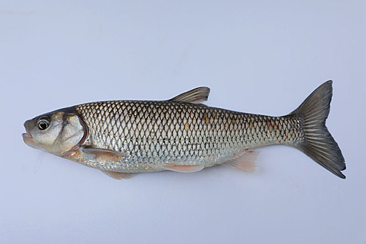 瓦式雅罗鱼标本