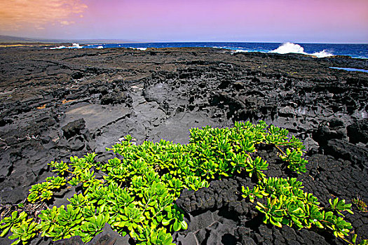 火山岩,石头,靠近,水,夏威夷,美国