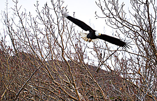 白头鹰,飞行,上方,柳树,刷,楚加奇州立公园,阿拉斯加,冬天