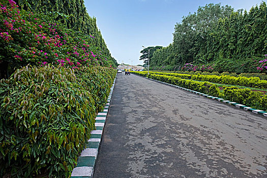 树篱,道路,班加罗尔,印度