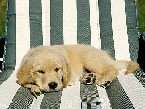 金毛猎犬,躺着,褥垫