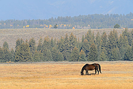 马,放牧,地点,大台顿国家公园,秋天,怀俄明,美国