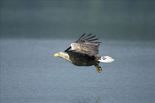 白尾鹰,白尾海雕,飞,德国,次序