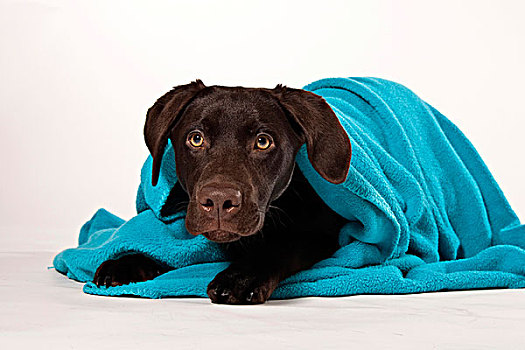 年轻,褐色,拉布拉多犬,狗,包着,毯子