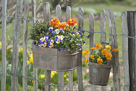 木盒,锅,春天,种植,花园栅栏