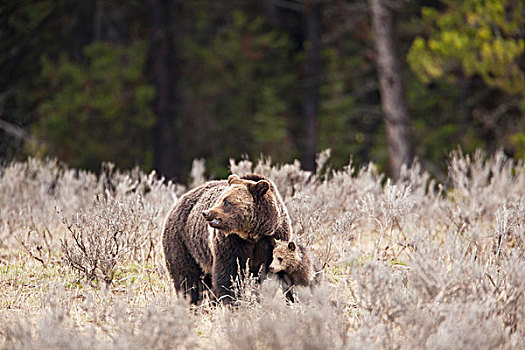雌性,大灰熊,幼兽,黄石国家公园,怀俄明