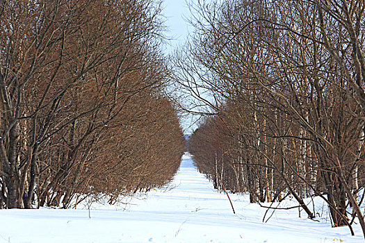 农场,树,冬天