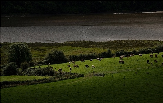 母牛,放牧,河,班登,科克郡,爱尔兰