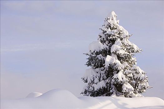 积雪,针叶树,丰盛,下雪,山谷,克恩顿州,奥地利,欧洲