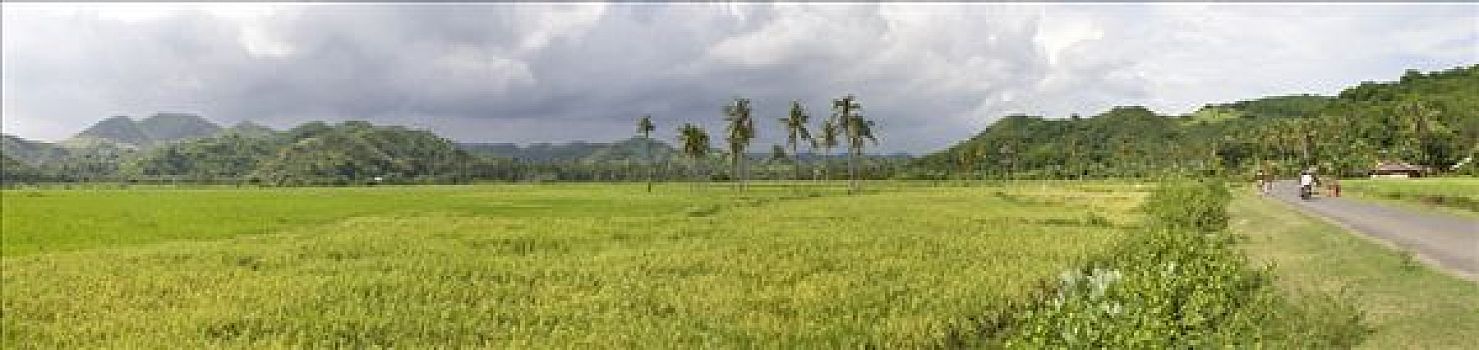 大,稻田,靠近,库塔,印度尼西亚