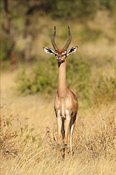 非洲瞪羚,瞪羚,长颈羚,萨布鲁国家公园,肯尼亚,非洲