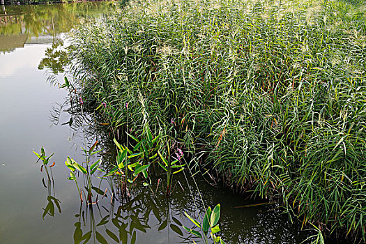 湿地,水生植物