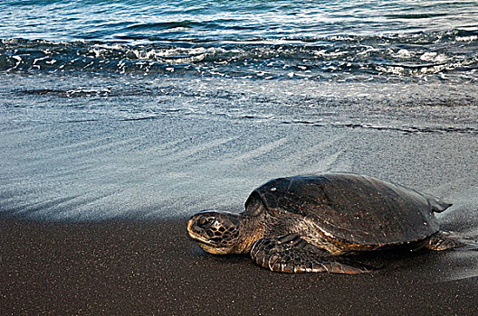太平洋,绿海龟,龟类,海滩,岬角,费尔南迪纳岛,加拉帕戈斯群岛,厄瓜多尔